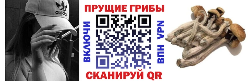 Галлюциногенные грибы GOLDEN TEACHER  Купить закладки  Сретенск 